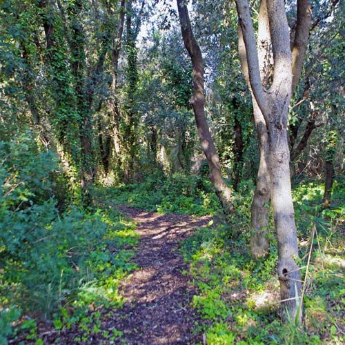 Passeggiata naturalistica dal Lago Fusaro alla selva della quarantena1